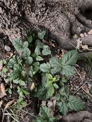 Rubus trivialis