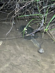 Kinosternon integrum