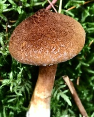Suillus ampliporus
