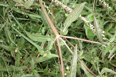 Eclipta prostrata
