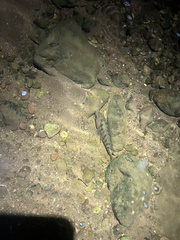 Oreochromis niloticus