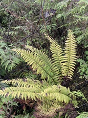 Polystichum andersonii