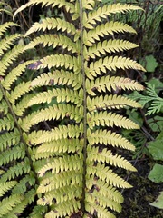 Polystichum andersonii