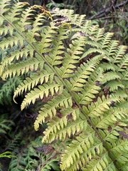 Polystichum andersonii
