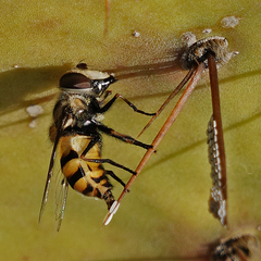 Copestylum avidum