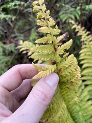 Polystichum andersonii