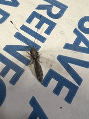 Ululodes macleayanus