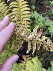 Polystichum andersonii