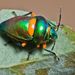 Green Jewel Bug - Photo (c) Robert Whyte, some rights reserved (CC BY-NC-ND)