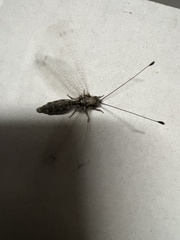 Ululodes macleayanus