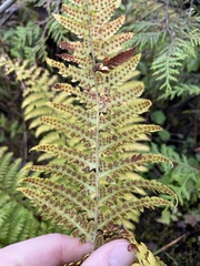 Polystichum andersonii