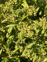 Hypericum prolificum