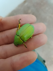 Chrysina psittacina