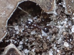Pheidole obscurithorax