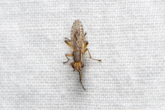 Dichetophora