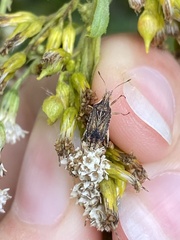 Harmostes fraterculus