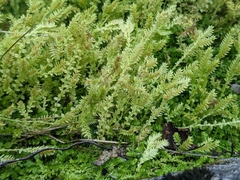 Selaginella eclipes