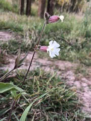 Behenantha