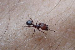 Pheidole obscurithorax
