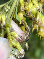 Harmostes fraterculus