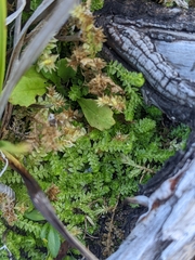 Selaginella eclipes