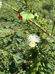 Desmanthus velutinus