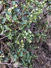 Baccharis pilularis