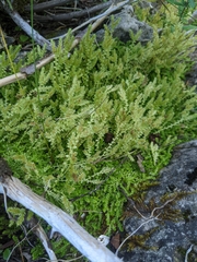 Selaginella eclipes