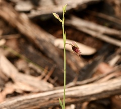 Calochilus paludosus