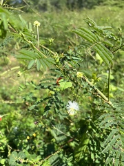 Desmanthus velutinus