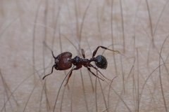 Pheidole obscurithorax