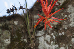 Pitcairnia robert-downsii