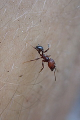 Pheidole obscurithorax