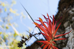 Pitcairnia robert-downsii