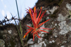 Pitcairnia robert-downsii