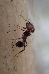 Pheidole obscurithorax