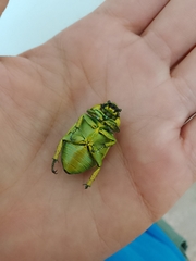 Chrysina psittacina