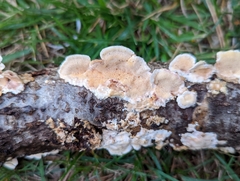 Steccherinum ochraceum