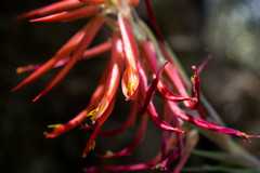 Pitcairnia robert-downsii