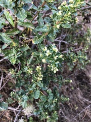 Baccharis pilularis