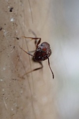 Pheidole obscurithorax