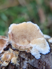 Steccherinum ochraceum