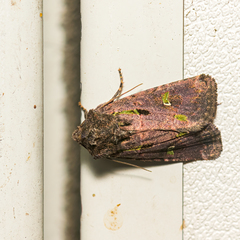 Lacinipolia renigera