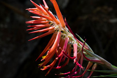 Pitcairnia robert-downsii