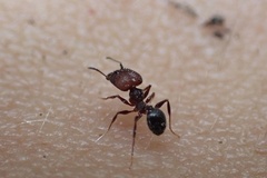 Pheidole obscurithorax