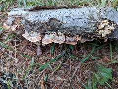 Steccherinum ochraceum