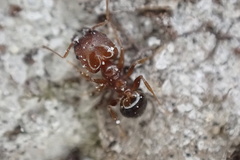 Pheidole crassicornis
