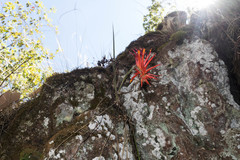 Pitcairnia robert-downsii