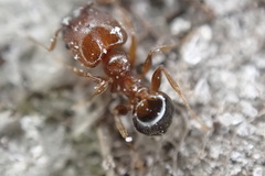 Pheidole crassicornis