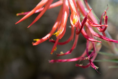 Pitcairnia robert-downsii